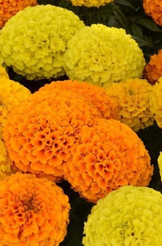 Tagetes Erecta Taishan Series Mix 20 semien